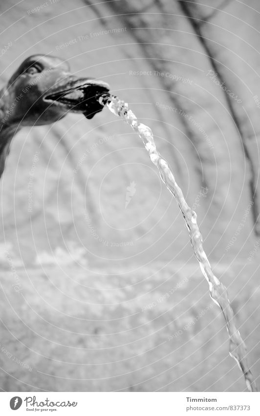 Wasser? Brunnen Metall ästhetisch einfach natürlich grau schwarz weiß Gefühle Wasserstrahl Wasserspeier Kopf fest Schwarzweißfoto Außenaufnahme Menschenleer