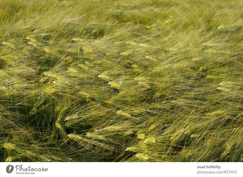 ein grünes Meer Landwirtschaft Forstwirtschaft Natur Pflanze Tier Schönes Wetter Wind Weizen Wiese Feld Bewegung Blühend Wachstum glänzend nah schwarz
