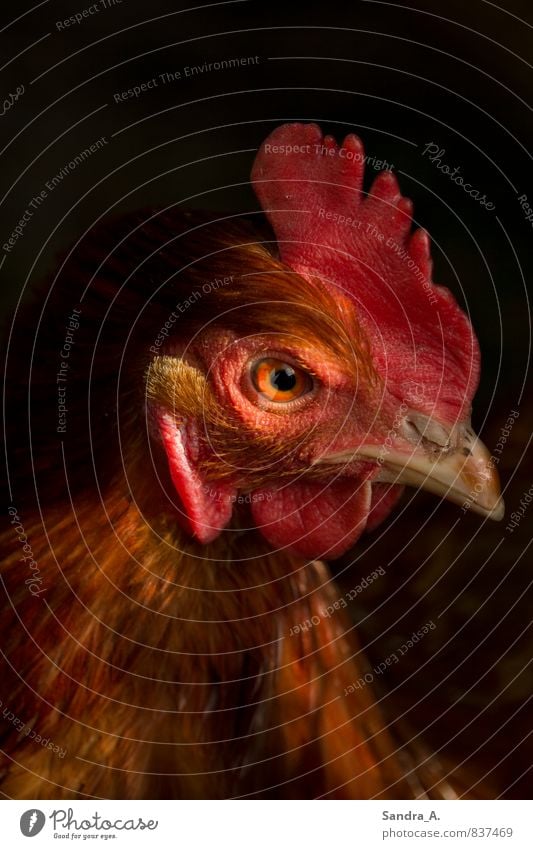 Das verrücke Huhn Lebensmittel Fleisch Bioprodukte Koch Küche Natur Garten Tier Haustier Nutztier Flügel Krallen 1 fliegen Fressen frieren füttern Jagd braun