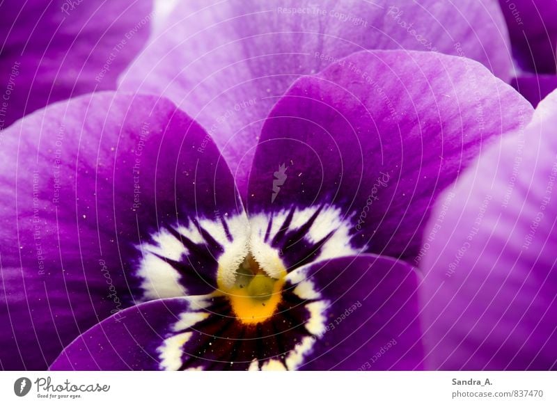 Blume Garten Muttertag Pflanze Tier Park Wiese Lupe Mikroskop Dekoration & Verzierung verblüht dehydrieren Wachstum schön wild violett weiß Gefühle Lebensfreude