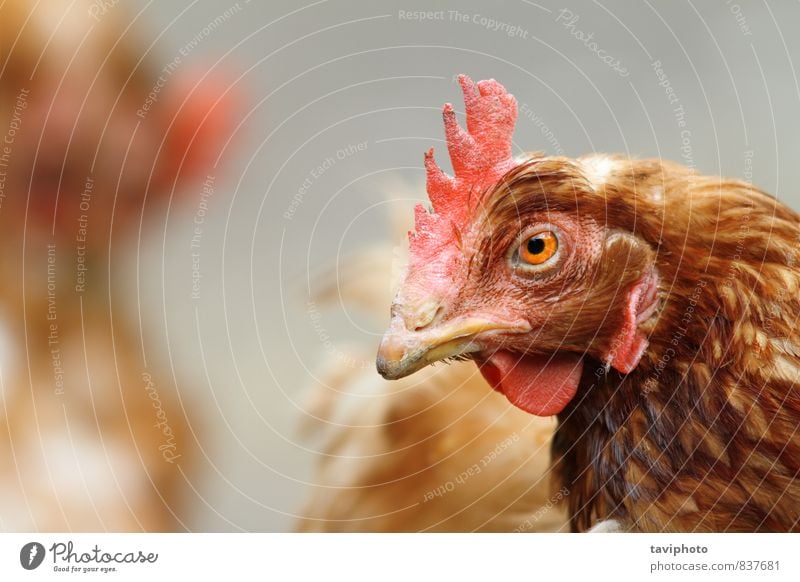 Porträt einer braunen Henne schön Frau Erwachsene Natur Landschaft Tier Vogel stehen authentisch natürlich rot Farbe Hähnchen Federvieh ländlich Bauernhof Pute