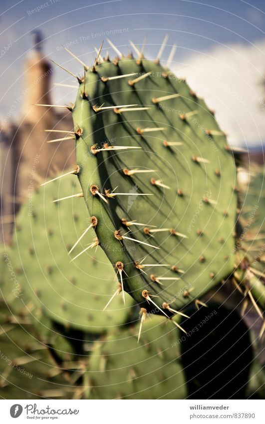 Flacher Kaktus mit langen Dornen Sinnesorgane Akupunktur Ferien & Urlaub & Reisen Tourismus Ferne Sommer Sommerurlaub Sonne Sonnenbad Natur Schönes Wetter Wärme