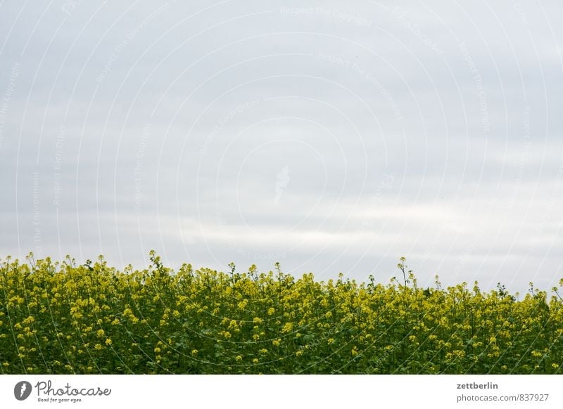Raps Feld Rapsfeld Öl Biomasse Biokraftstoff Rapsöl Blüte gelb Rapsblüte Himmel Wolken Wolkendecke Landschaft Grundbesitz Landwirtschaft