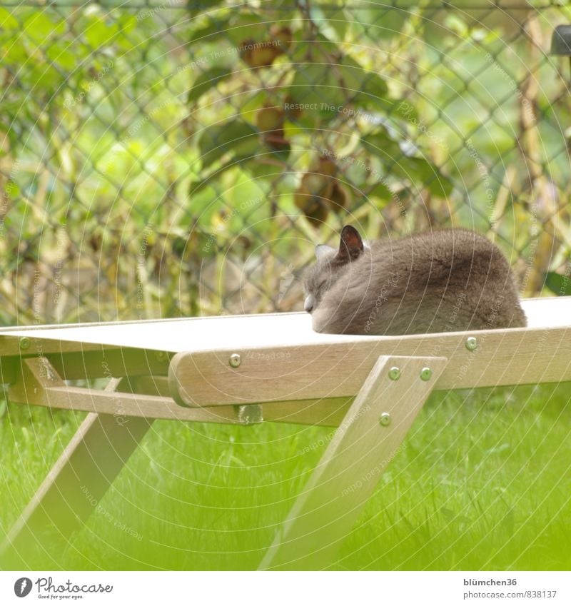 Mittagspäuschen Sommer Garten Wiese Tier Haustier Katze schlafen träumen Freundlichkeit schön grau grün ruhig Müdigkeit Erholung Pause Sonnenbad genießen liegen