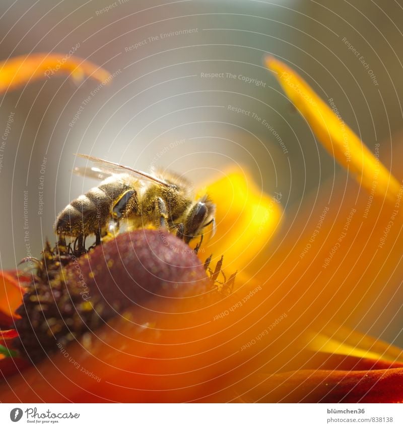 Voller Einsatz... Blüte Roter Sonnenhut Tier Nutztier Wildtier Biene Honigbiene Insekt Blühend schön klein natürlich feminin Sammlung bestäuben Fressen tragen