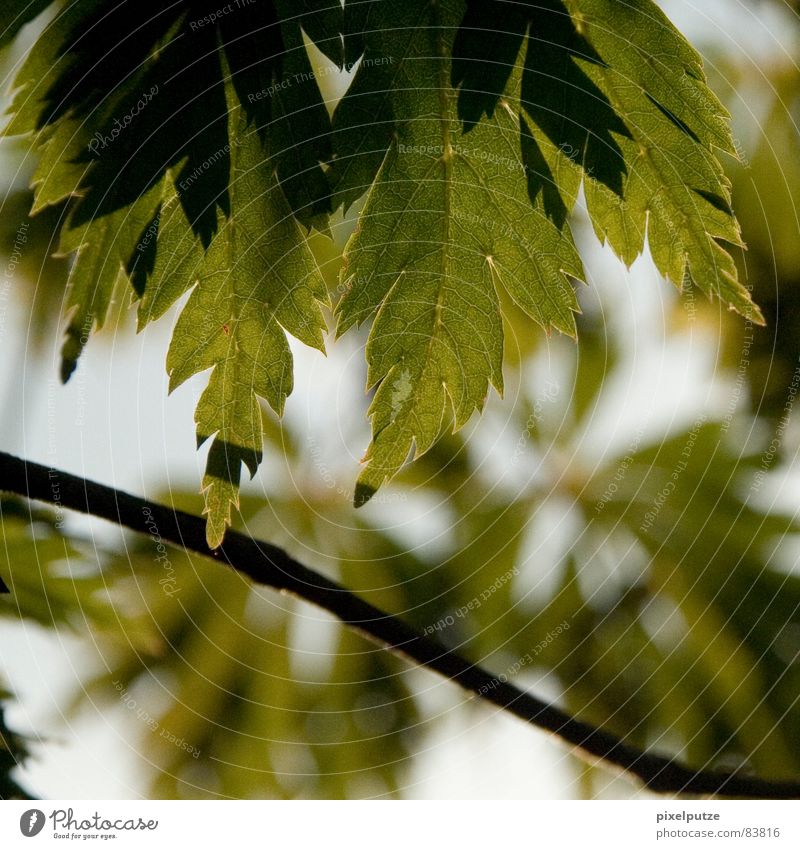 | blattwerk Blatt grün Baum Pflanze Botanik Lichteinfall Schatten Ecke Physik Jahreszeiten Deutschland ästchen Ast Natur pixelputze Bewegung Dynamik Wärme Zweig