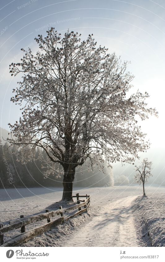 Winterreif Esche Raureif kalt Baum Wege & Pfade Frost Gasse Jahreszeiten weiß Eis Zweig Schnee ruhig