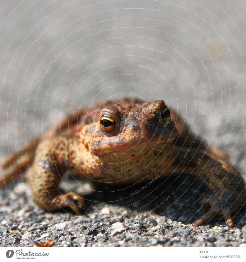 bizarr | Hypnosekröte Natur Erde Tier Wildtier Frosch Kröte Lurch 1 Blick sitzen Ekel kalt nass braun Auge Maul Unke Gedeckte Farben Außenaufnahme Menschenleer