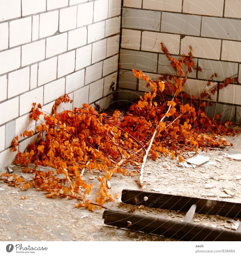 Der Herbst fiel von der Leiter Wohnung Haus Renovieren Pflanze Baum Blatt Birke herbstlich Herbstlaub Herbstfärbung Ruine Mauer Wand verblüht dehydrieren