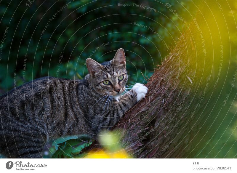 Puma Tier Haustier Katze Tiergesicht Pfote Fährte 1 beobachten entdecken fangen Jagd krabbeln sportlich außergewöhnlich dunkel elegant kalt Blick Klettern