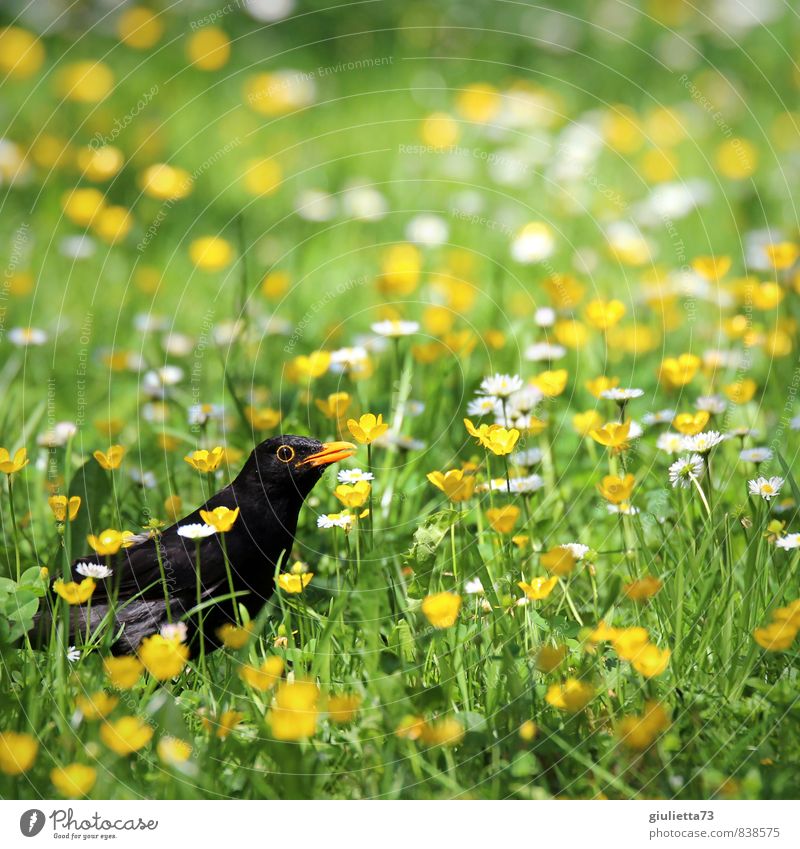 Ich kann dich sehen... siehst du mich etwa auch? Sommer Garten Natur Pflanze Tier Gras Blüte Vogel Amsel 1 beobachten Blick gelb grün Tierliebe schön Glück