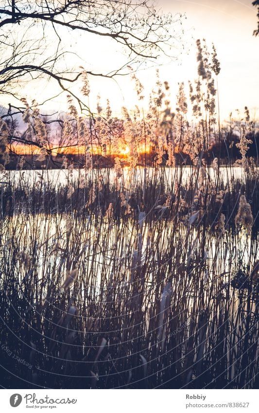 L'idylle des roseaux II Umwelt Natur Landschaft Pflanze Wasser Sonne Sonnenaufgang Sonnenuntergang Sonnenlicht Schilfrohr Küste Seeufer Teich Fluss kalt