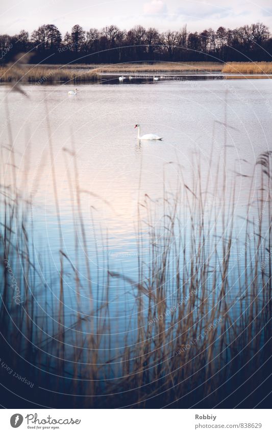 Lac des Cygnes Natur Landschaft Wasser Schilfrohr Küste Teich See Vogel Schwan 1 Tier Schwimmen & Baden kalt blau Idylle Umwelt Gedeckte Farben Außenaufnahme