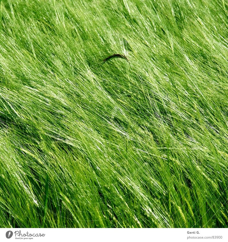es ist mir eine Ähre Rohstoffe & Kraftstoffe Zerealien Landwirtschaft Feld Lebensmittel Kornfeld grün Wind Sommer Quadrat diagonal Aussaat Ähren