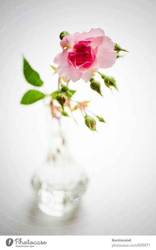 Gruß Blume Rose Dekoration & Verzierung Duft schön grün rosa Rosenblüte Rosenblätter Vase Stillleben Farbfoto Innenaufnahme Studioaufnahme Textfreiraum unten