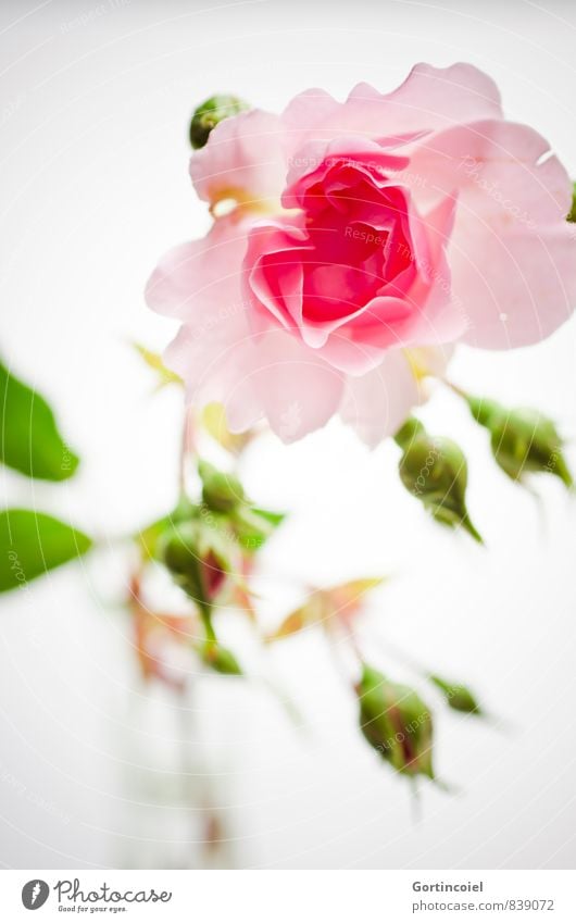 Für Dich Blume Rose Duft grün rosa Rosenblüte Rosenblätter Dekoration & Verzierung Geschenk Stillleben Gruß Farbfoto Innenaufnahme Studioaufnahme Nahaufnahme