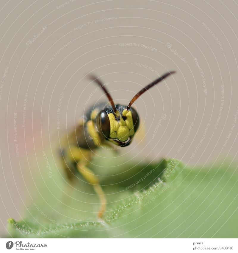 Schwebfliege frontal Umwelt Natur Tier Wildtier 1 gelb grün Insekt Blatt Farbfoto Außenaufnahme Nahaufnahme Makroaufnahme Menschenleer Textfreiraum oben
