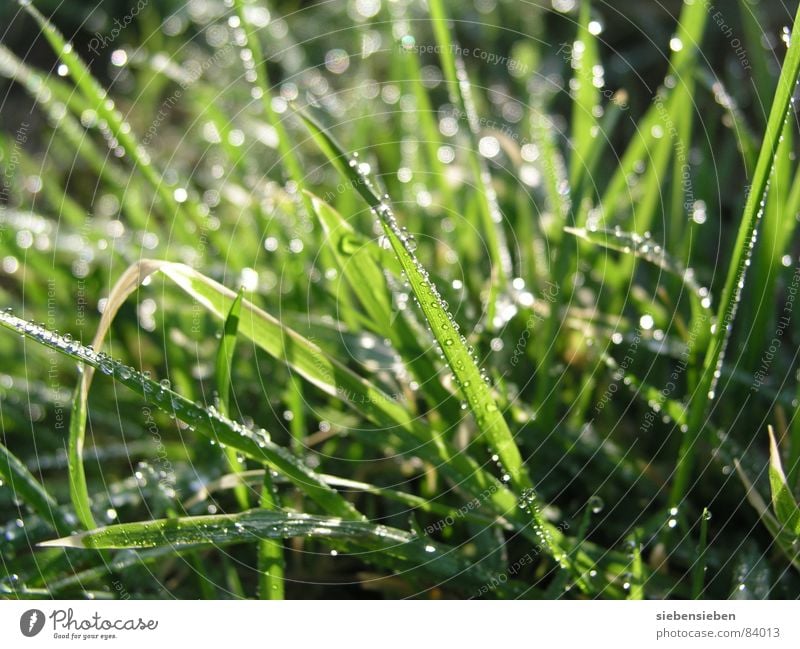 Wenn die Sonne scheint... Beleuchtung glänzend schön Wiese Gras Halm grün Wassertropfen feucht nass frisch saftig Himmelskörper & Weltall Freude gliezern