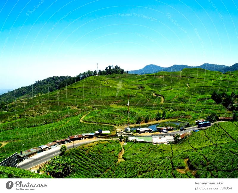 Tea Plantation Jakarta Panorama (Aussicht) Peak tea plantation landscape Indonesia resorts villas groß