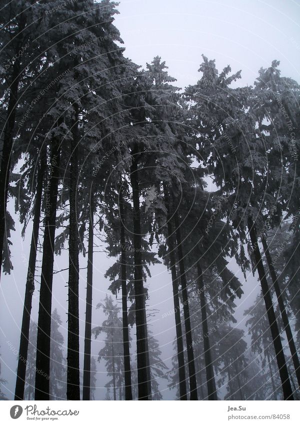 Giganten Dimension Macht Wald kalt Winter Baum Monster Ungeheuer Eis mächtige Naturgiganten gigantisch Größe gewaltig frostgefühl groß waldhüter Schnee