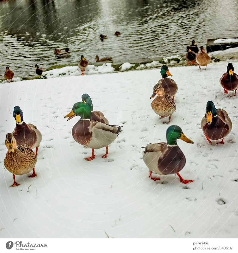 kalte flossen Natur Urelemente Wasser Winter Schnee Seeufer Teich Tiergruppe Freundlichkeit Fröhlichkeit Zusammensein Stockente Farbfoto Außenaufnahme