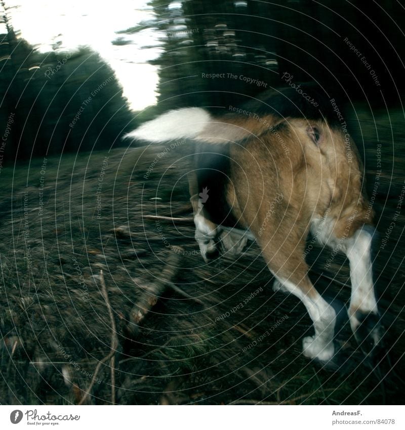 der Nase nach Fuchsjagd Jäger Hund Wald Waldboden Fußweg Gefühle verfolgen Beagle Jagdhund Hinterteil Pfote Schwanz Fährte Spaziergang Spielen Geschwindigkeit