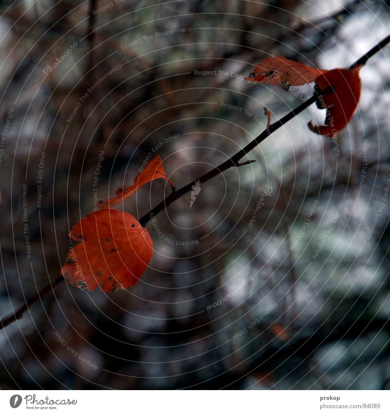 Prokop judigrafiert Blätter Blatt Tiefenschärfe Sträucher Baum rot Gefäße quer Herbst Winter einzeln einzigartig diagonal kalt Eis Einsamkeit Naturphänomene