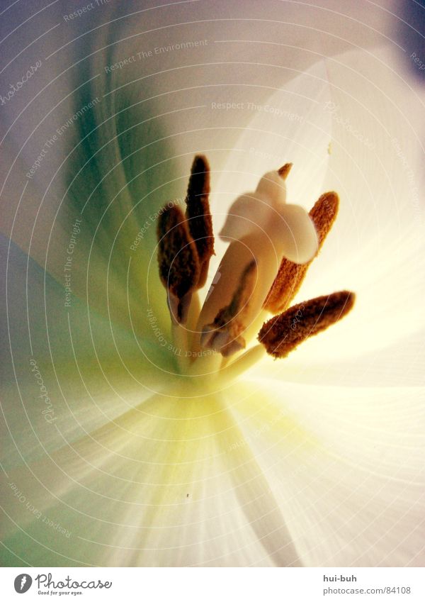 Tulpenzauberei.. bestäuben Blume Pflanze Blüte Licht Wunder Staub Biene Tier fein Zauberei u. Magie schön prächtig einzigartig Vergänglichkeit zar Natur Stempel
