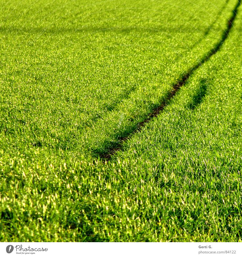 Strich in der Landschaft Rohstoffe & Kraftstoffe Zerealien Landwirtschaft Feld Lebensmittel Kornfeld grün Wind Sommer Quadrat diagonal Aussaat Linie Furche