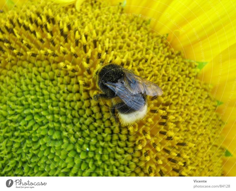 Mr Bumble Bee @ Work Hummel Streifen Sonnenblume Pollen Blume gelb grün Insekt Sammlung Arbeit & Erwerbstätigkeit Sommer Makroaufnahme Nahaufnahme Pflanze Tier
