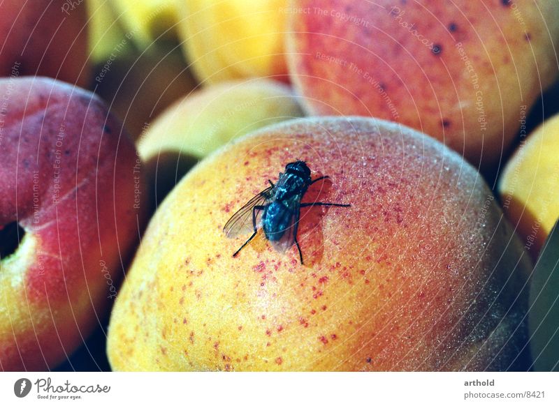 Süße Landung Insekt Plagegeist Aprikose Obstkorb Stillleben saftig süß lecker Verkehr fliegen Marillen Frucht