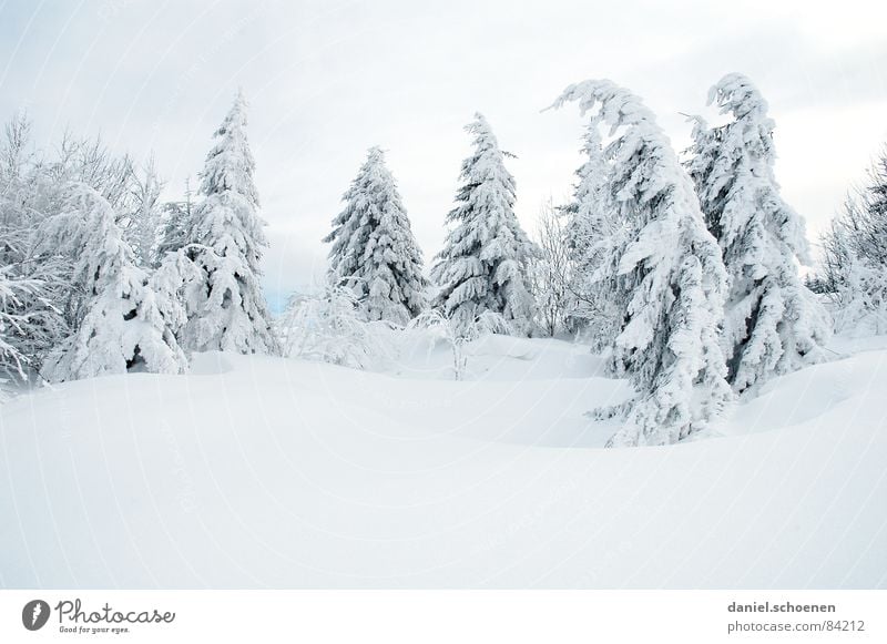 winterbäume - winterträume Baum Ferien & Urlaub & Reisen Winterurlaub Schwarzwald Tiefschnee Pulverschnee Tanne grau geheimnisvoll weiß unklar Skifahrer