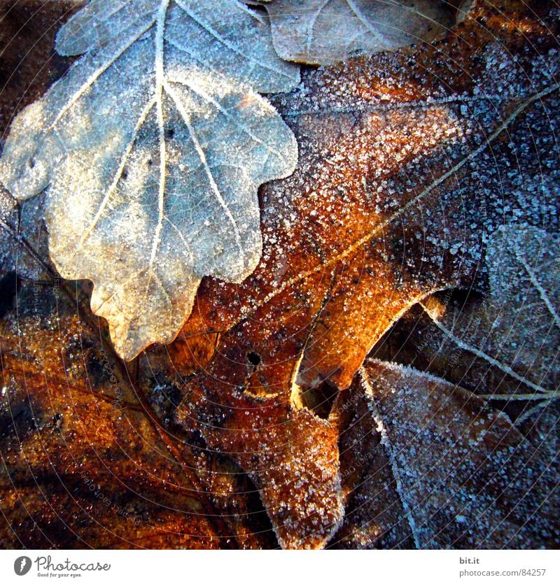 ICE AGE Winter Schnee Umwelt Pflanze Sonnenlicht Herbst Klima Eis Frost frisch kalt braun Stimmung Ahorn Herbstbeginn Herbstlaub herbstlich Herbstfärbung