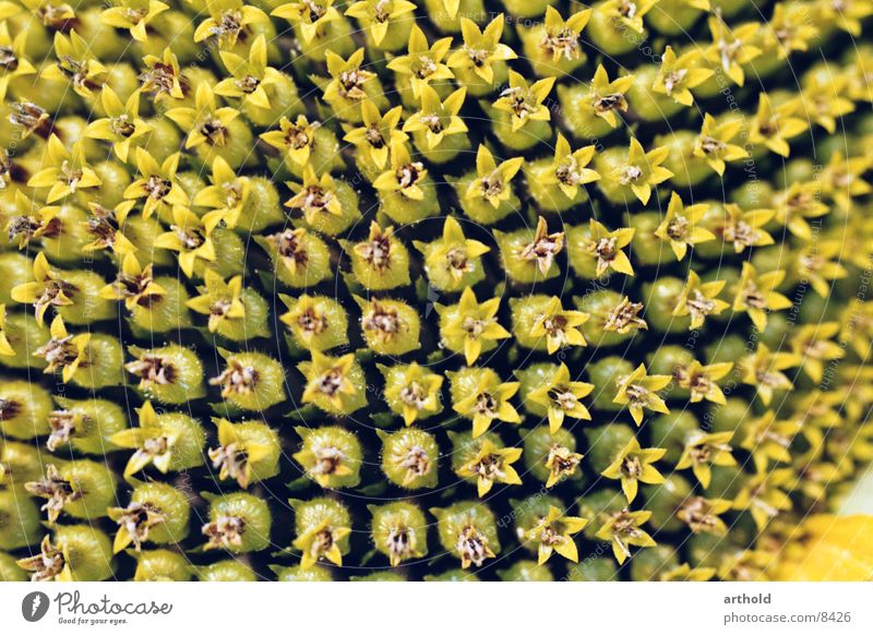 Sonnenblumenöl in spe 2 Sonnenblumenkern Feldfrüchte Blüte Makroaufnahme Pflanze Blühend