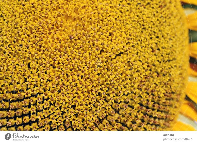 Sonnenblumenöl in spe 1 Sonnenblumenkern Feldfrüchte Blüte Makroaufnahme Pflanze Blühend