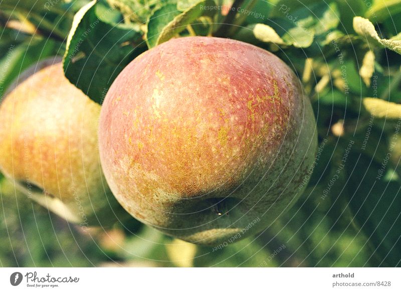 Frisch vom Baum Herbst Vitamin frisch Gesundheit saftig lecker Apfel Frucht Biologische Landwirtschaft Vegetarische Ernährung