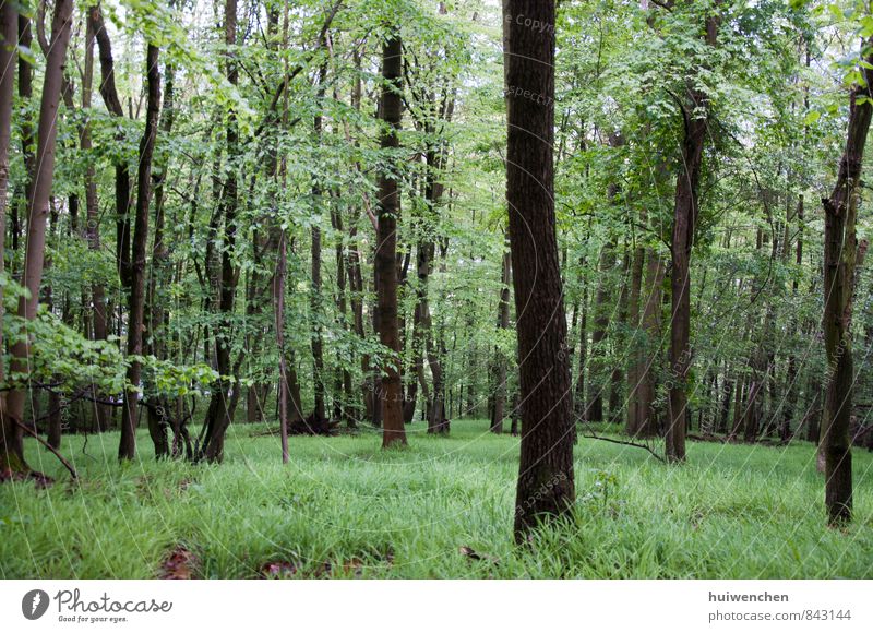 Wald Natur Landschaft Pflanze Frühling Sommer Baum Gras Urwald natürlich braun grün Gelassenheit ruhig bequem Farbfoto Außenaufnahme Menschenleer Tag