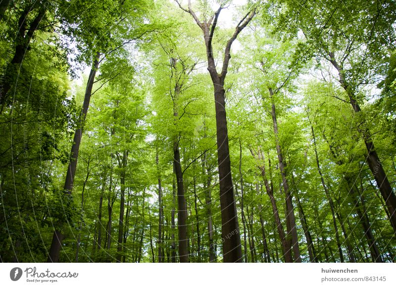 Waldgrünes Leben Gesundheit Natur Pflanze Frühling Sommer Baum Urwald atmen Fröhlichkeit Tatkraft Gelassenheit Erholung Leichtigkeit offen Farbe Farbfoto