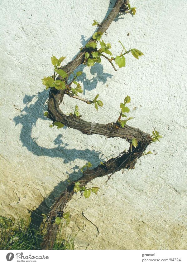 frühling-weinstock Wein Frühling frisch Logo signet Zeichen junge blätter weinparagraph weinetikette