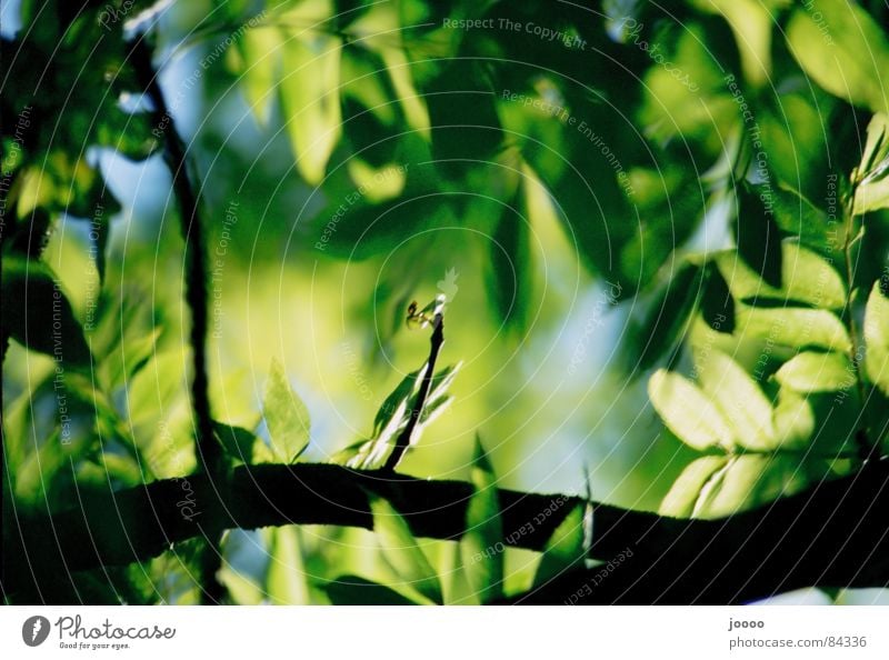Grünes Dach Farbfoto Außenaufnahme Menschenleer Schatten Starke Tiefenschärfe Pflanze Baum Blatt Grünpflanze grün Ast Zweig Tag