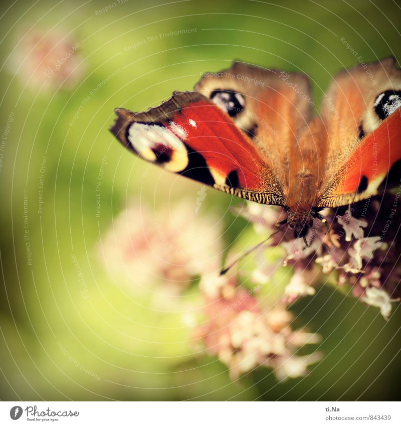 Happy Purzeltag Photocase Wildtier Schmetterling berühren Duft ästhetisch elegant Frühlingsgefühle Pause Farbfoto Außenaufnahme Nahaufnahme Makroaufnahme