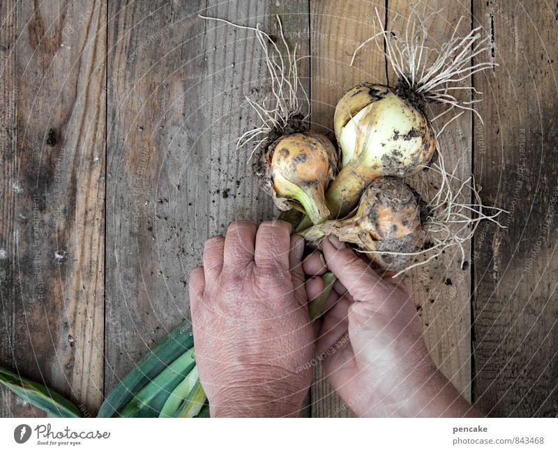 zwiebelzopf flechten (falsch!) Gemüse Hand 45-60 Jahre Erwachsene Natur Sommer Herbst Nutzpflanze Garten Arbeit & Erwerbstätigkeit hängen verblüht warten