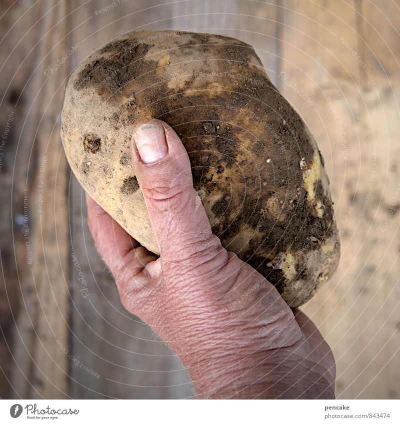 ...haben die dicksten kartoffeln! Lebensmittel Gemüse Mensch Hand Finger 45-60 Jahre Erwachsene Natur Urelemente Erde Sommer Herbst Zeichen alt