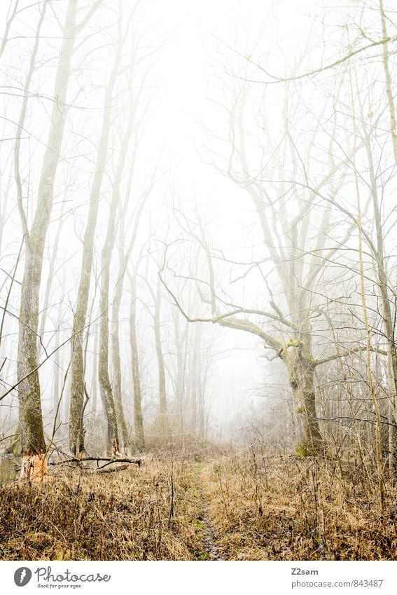 Zauberwald Umwelt Natur Landschaft Herbst Winter Klima schlechtes Wetter Nebel Baum Sträucher Wald kalt nachhaltig natürlich Einsamkeit geheimnisvoll Idylle