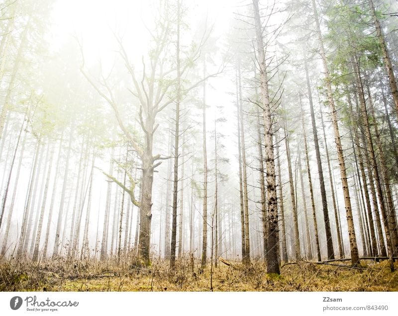 Zauberwald Umwelt Natur Landschaft Sonne Sonnenlicht Herbst Klima Wetter Schönes Wetter Nebel Baum Sträucher Wald frisch gigantisch nachhaltig natürlich grün