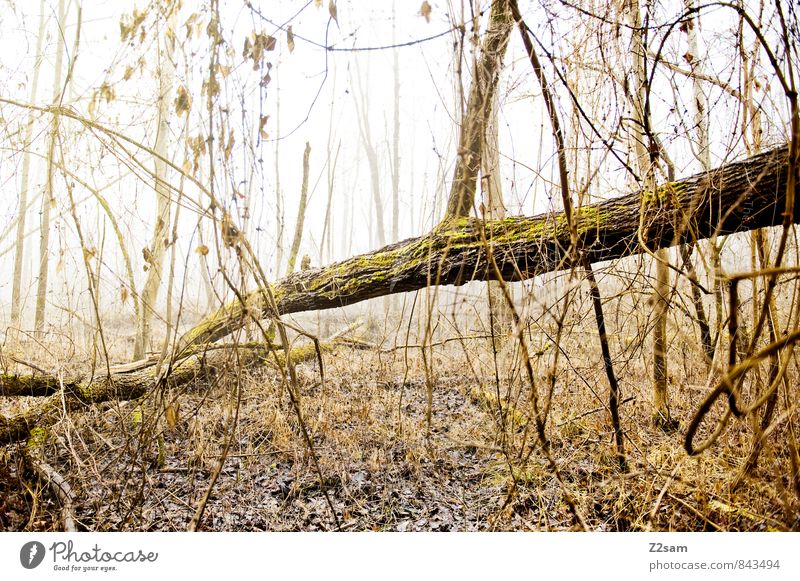 Zauberwald Umwelt Natur Landschaft Herbst Winter Klima schlechtes Wetter Nebel Baum Sträucher Moos kalt nachhaltig natürlich gelb grün Stimmung Einsamkeit