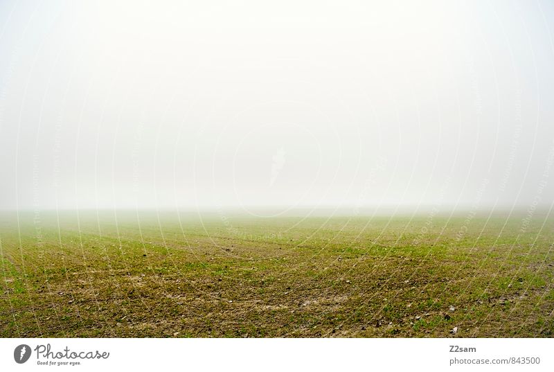 ––––––– Umwelt Natur Landschaft Erde Herbst Klima Wetter schlechtes Wetter Nebel Wiese Feld dunkel einfach kalt nachhaltig natürlich grau grün ruhig Einsamkeit