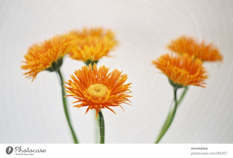 alle sechs ähnlich Unschärfe Blumenstrauß analog lichtvoll Talkrunde orange weiß 3 Kunst Kunsthandwerk Magarite Zwischenkreis Kreis 141592653589793238... trist