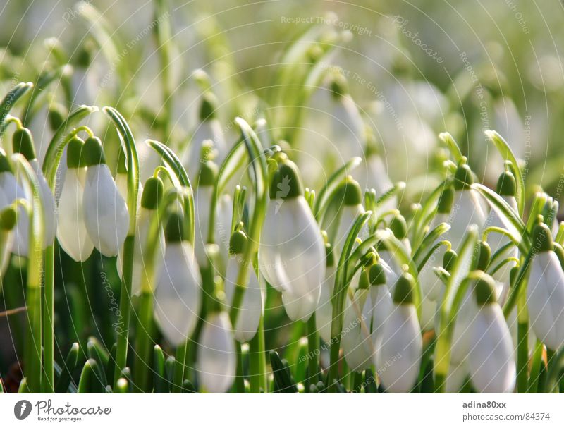 irgendwie rein... Schneeglöckchen zart Zärtlichkeiten grün frisch Frühling Blume weiß lichtvoll vitalisierend Gras Sauberkeit zierlich sensibel Garten Park