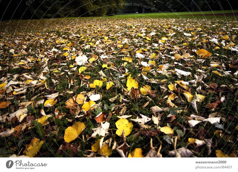 Herbststimmung Blatt Verfall Wiese trüb obskur Niedergang Rasen bedecken rau